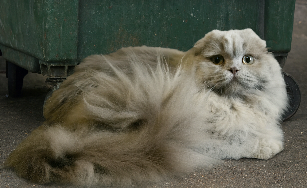 Любов без відповідальності: чому домашніх улюбленців зраджують найрідніші